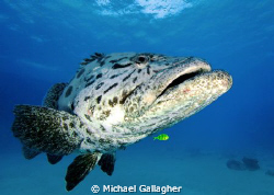 Potato Cod with little yellow friend, Great Barrier Reef by Michael Gallagher 